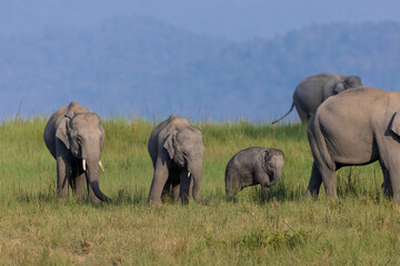 Herd of Asiatic elephant (Elephas maximus) at the grassland of forest to eat grass.