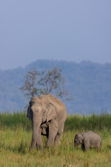 Fototapeta premium Herd of Asiatic elephant (Elephas maximus) at the grassland of forest to eat grass.