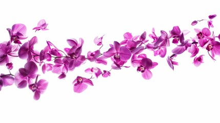 Fototapeta na wymiar Elegant Purple Orchids with Falling Petals on a White Background