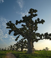 West Africa. Senegal. A picturesque panorama with lonely huge baobabs on a peanut field in the rays...