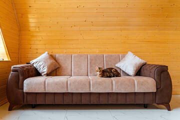 A purebred Bengal cat relaxes on a soft sofa in a country house