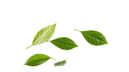 Obraz premium Leaves flying isolated