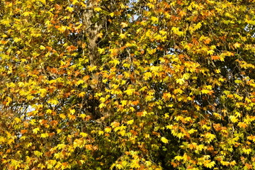 leaves in autumn