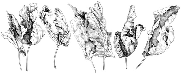 Hand drawn dry leaves set. Black and white engraved ink. Isolated detailed leaf illustration element on white background collection.