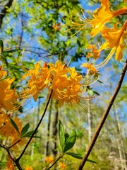 a cluster of beautiful golden native flame Azalea flowers