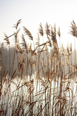 misty morning on the river
