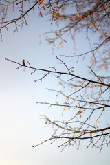 misty morning on the river