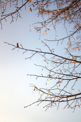 misty morning on the river