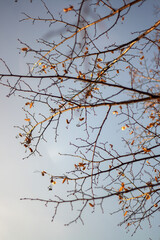 misty morning in the forest