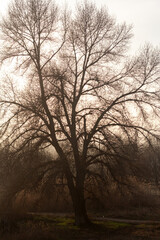 misty morning in the forest