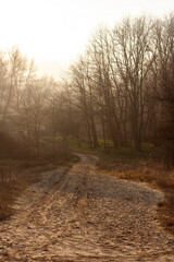 misty morning in the forest