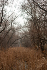 misty morning in the forest