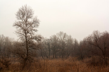 misty morning in the forest