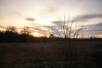sunset in the forest