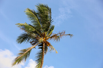 Coconut palm tree on blue sky background. Background for travel and relax on paradise nature