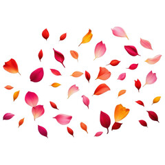 Vibrant flower petals in shades of pink, red, and orange, falling against a black background. A beautiful image representing beauty and nature.