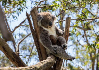 sleeping koala in tree