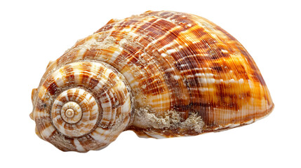 Obraz premium Seashell with Spiral Pattern - Closeup Photo