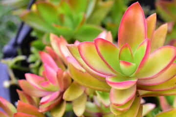 green and red Campfire Crassula Succulent plant