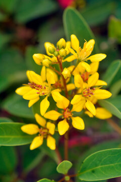 Gold shower thryallis