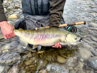 Obraz premium Fishermen holding large native Chum salmon caught fly fishing on Skagit river in Washington state. The salmon was released.
