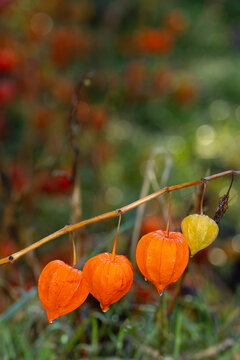 Dekorative orange farbene Lampionblume (Physalis alkekengi) im Garrten im Herbst, Hochformat
