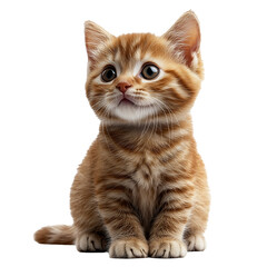 Obraz premium Kitten looking up isolated on transparent background, cutout. PNG