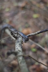 grey snake slithering up a tree branch