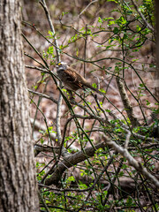 Brown Bird Perched Among Dense Branches in a Woodland Setting