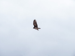 Turkey Vulture Turning in Sky 