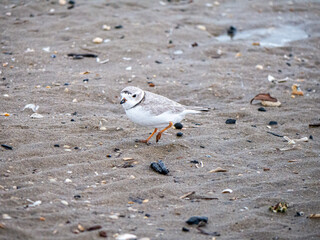 One Piping Plover on the beach 