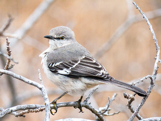 Close up on Northern Mockingbird perched on tree