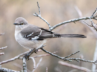 Northern Mockingbird on a dead bush branch