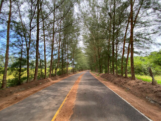 Camino a la costa con arboles de pinos