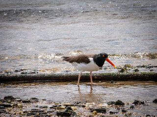 American oystercatcher walking beach in Sandy Hook, New Jersey 