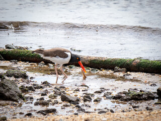 American oystercatcher hunting for food