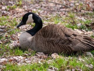 Canadian goose resting in the park