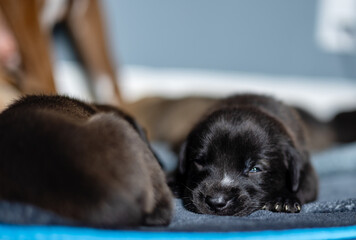 Puppy with one eye open 