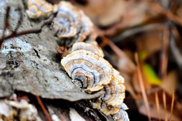 close-up of turkey tail fungi mushrooms on a log