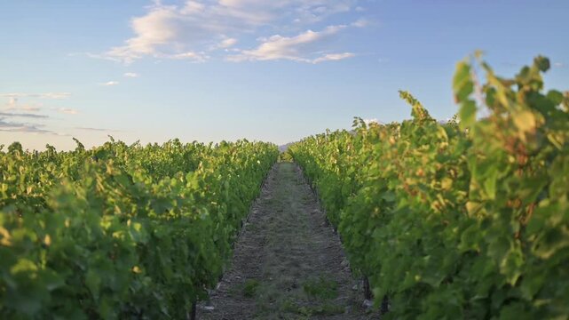 Vid en oto&ntilde;o con poda de fondo

