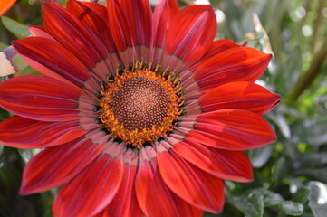 Close-up Red Flower