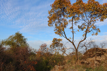 Autumn season. Colorful leaves, sunny fall season. Yellow and orange trees. Forest, park landscape. Forestry. Fine autumn weather. Fall forest.