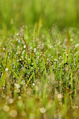 grass with dew drops in morning