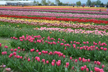 Tulip Field