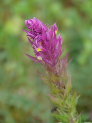 Die violetten und gelben Blüten und Blütenstände des Acker-Wachtelweizen (Melampyrum arvense)