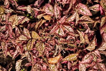 pink plants in the garden