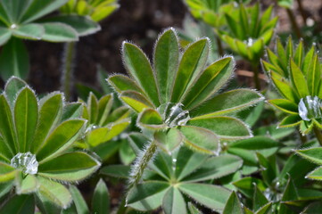 Fototapeta premium water droplet on leaves