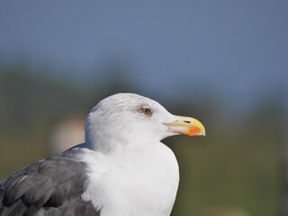 Portrait einer Mantelmöwe Larus marinus von der Seite mit grauen Augen und gelben Schnabel