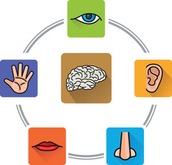 Five senses concept. Human perception color illustration