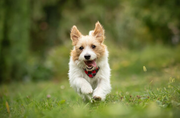 Playful happy active terrier dog running in the grass. Puppy hyperactivity. Dogs or pets concept.